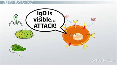 igd video meaning|Immunoglobulin D .